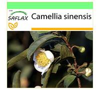 SAFLAX - Pianta del tè - 6 semi - Camelia sinensis