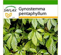 SAFLAX - Pianta dell immortalità - 30 semi - Con substrato - Gynostemma pentaphyllum