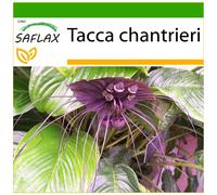 SAFLAX - Pianta pipistrello - 10 semi - Con substrato - Tacca chantrieri