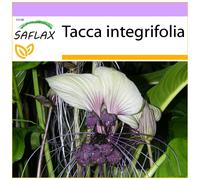 SAFLAX - Pianta pipistrello bianco - 10 semi - Tacca