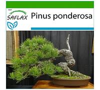 SAFLAX - Pino giallo - 20 semi - Con substrato - Pinus ponderosa