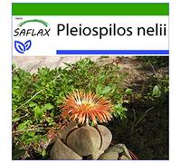 SAFLAX - Pleiospilos tricolore - 40 semi - Con substrato - Pleiopilos nelii