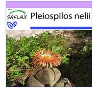SAFLAX - Pleiospilos tricolore - 40 semi - Pleiospilos nelii