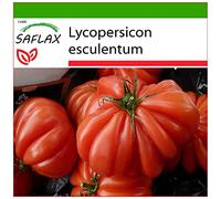 SAFLAX - Pomodoro Costoluto Genovese - 10 semi - Con substrato - Lycopersicon esculentum