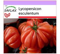 SAFLAX - Pomodoro Costoluto Genovese - 10 semi - Lycopersicon esculentum