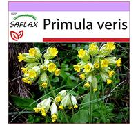 SAFLAX - Primula odorosa - 100 semi - Primula veris