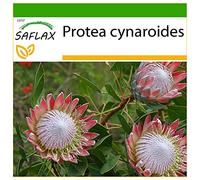 SAFLAX - Protea re - 5 semi - Con substrato - Protea cynaroides