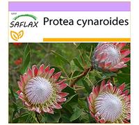 SAFLAX - Protea re - 5 semi - Protea cynaroides