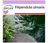 SAFLAX - Regina dei prati - 500 semi - Filipendula