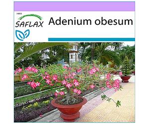 SAFLAX - Rosa del deserto - 8 semi - Adenium obesum