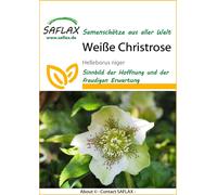 Saflax Rosa di Natale - 1 conf.