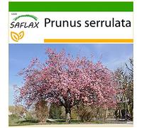 SAFLAX - Sakura - 30 semi - Con substrato - Prunus serrulata