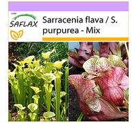 SAFLAX - Sarracenia - 10 semi - Sarracenia flava/S. purpurea - Mix