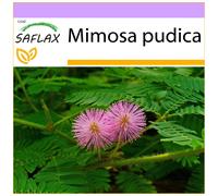 SAFLAX - Sensitiva - 70 semi - Mimosa