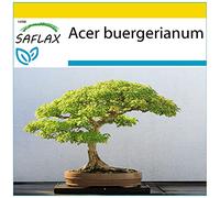 SAFLAX - Set per la coltivazione - Acero tridente - 30 semi - Acer buergerianum