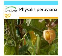SAFLAX Set regalo - Alchechengio peruviano - 100 semi - Physalis