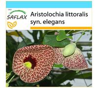 SAFLAX Set regalo - Aristolochia - 80 semi - Aristolochia