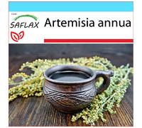 SAFLAX Set regalo - Artemisia annuale Qing Hao - 250 semi - Artemisia
