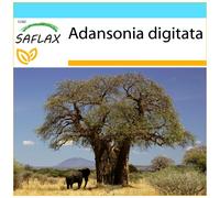 SAFLAX Set regalo - Baobab africano - 6 semi - Adansonia