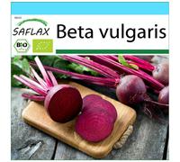 SAFLAX Set regalo - BIO - Barbabietola - Detroit Globe - 100 semi - Beta