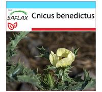 SAFLAX Set regalo - Cardo santo - 50 semi - Cnicus