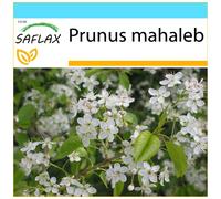 SAFLAX Set regalo - Ciliegio canino - 30 semi - Prunus