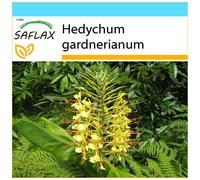 SAFLAX Set regalo - Giglio dello zenzero - 10 semi - Hedychum