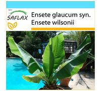 SAFLAX Set regalo - Grande banano delle nevi - 10 semi - Ensete