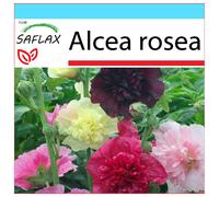 SAFLAX Set regalo - Hollyhocks si mescola - 100 semi - Alcea
