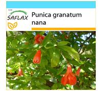 SAFLAX Set regalo - Melograno nano - 50 semi - Punica