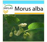 SAFLAX Set regalo - Moro bianco - 200 semi - Morus