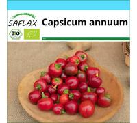 SAFLAX Set regalo - Peperoncino - Piccante Cilieglia - 10 semi - Capsicum