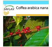SAFLAX Set regalo - Pianta di caffÃ¨ - 8 semi - Coffea