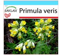 SAFLAX Set regalo - Primula odorosa - 100 semi - Primula