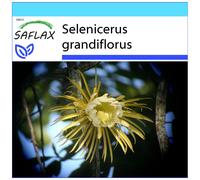 SAFLAX Set regalo - Regina della notte - 40 semi - Selenicerus