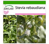 SAFLAX - Stevia - 100 semi - Con substrato - Stevia rebaudiana