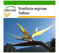 SAFLAX - Strelitzia gialla - 4 semi - Con substrato - Strelitzia reginae Yellow