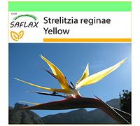 SAFLAX - Strelitzia gialla - 4 semi - Strelitzia reginae Yellow