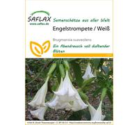 Saflax Trombone d'Angelo Bianco - 1 conf.