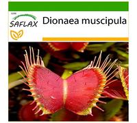 SAFLAX - Venere acchiappamosche - 10 semi - Con substrato - Dionaea muscipula