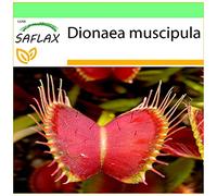 SAFLAX - Venere acchiappamosche - 10 semi - Dionaea muscipula