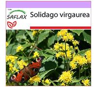 SAFLAX - Verga d'oro - 100 semi - Solidago virgaurea