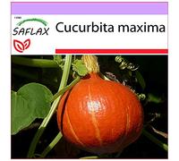 SAFLAX - Zucca di Hokkaido - 10 semi - Cucurbita maxima