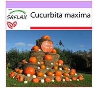SAFLAX - Zucca gigante - 7 semi - Cucurbita maxima