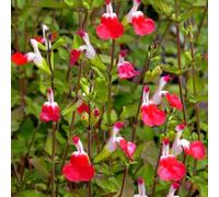 saggio arbusto di farfalle decorativi tagliati di roccia resistente decorazione in serrai balcone semi selvatici, 350pcs