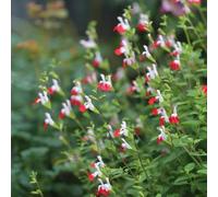 saggio in serra balcone semi interni tagliati trepadora bonsái interni semi selvatici perenni resistenti roccia 550pcs