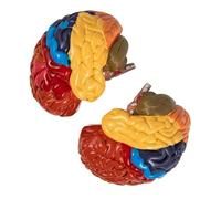 Sahgsa Set di Modelli di Cervello Umano 2X, Modello Anatomico di Cervello Colorato Smontato per Esperienza di Apprendimento Pratico, Ricerca Accademica