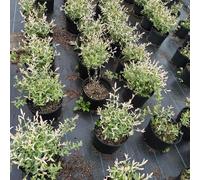 salice arlecchino, giardino resistenti siepi resistenti, giardino recisi interno ornamentali per zone soleggiate verdi 200semi