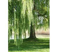 Salice piangente "Salix babylonica" pianta in vaso ø18 cm h 100/120 cm