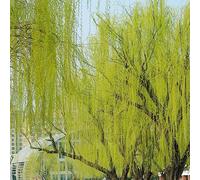 salice piangente - Salix babylonica reale semi biologici interni esotici serrai balcone letto elevato per balcone 20pcs